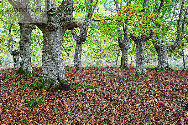 Große Bäume mit gefallenen Blättern im Naturpark Gorbea