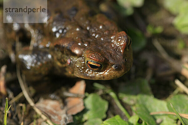 Nahaufnahme der Kreuzkröte (Bufo bufo)