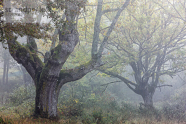 Bäume im Naturpark Gorbea bei nebligem Wetter