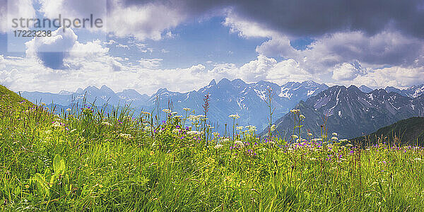 Panorama einer Bergwiese im Frühling