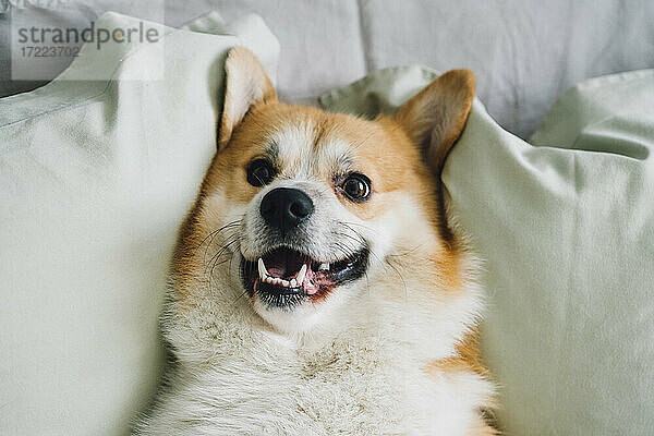 Porträt eines im Bett liegenden Corgi-Hundes
