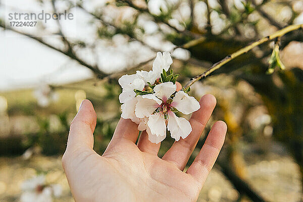 Frauenhand berührt Mandelblüte
