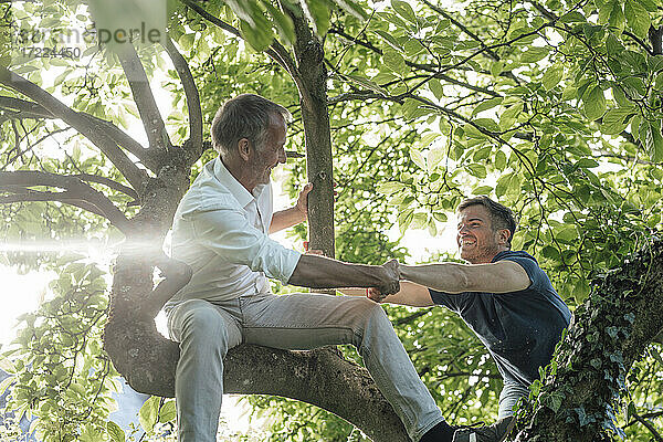 Vater hilft seinem Sohn  an einem sonnigen Tag auf einen Baum zu klettern