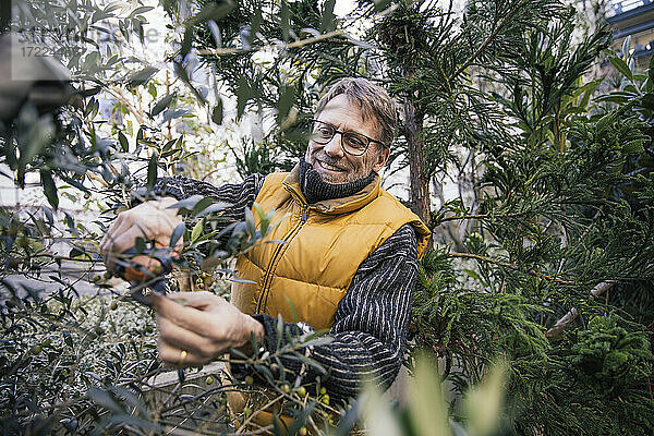 Porträt eines lächelnden reifen Mannes  der einen Olivenbaum beschneidet