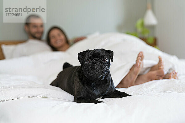 Hund auf dem Bett sitzend mit Besitzer auf dem Bett liegend im Hintergrund zu Hause