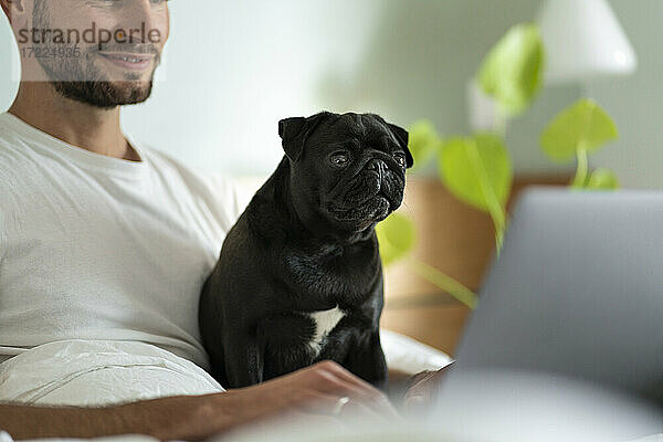 Junger Mann mit Mops starrt auf Laptop  während er zu Hause sitzt