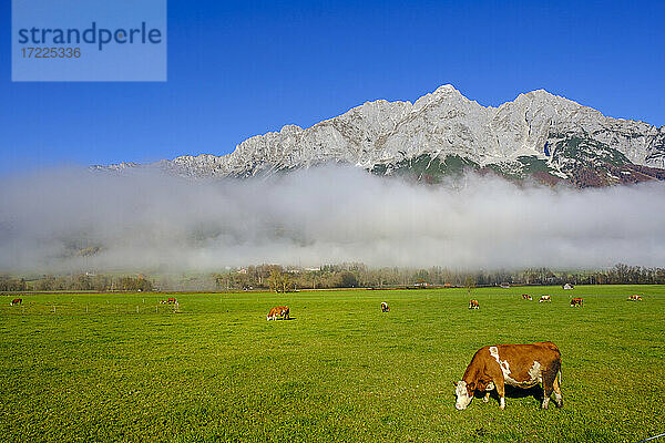 Nebel über weidendem Vieh auf dem Grimming an einem sonnigen Tag