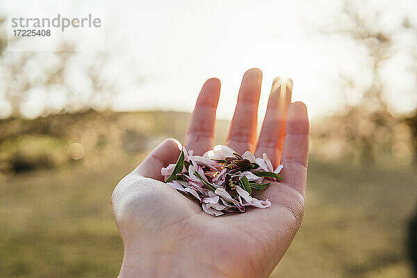 Frauenhand mit Mandelblütenblättern