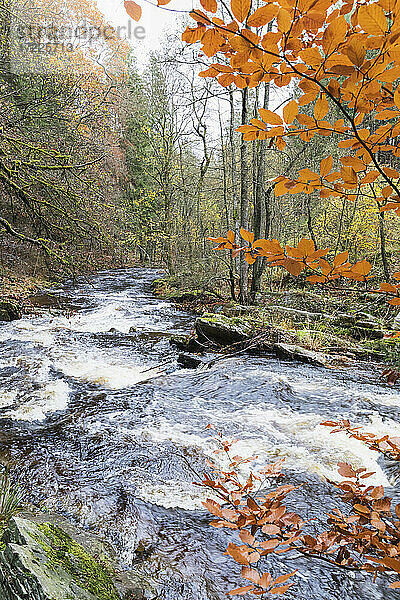 Fließendes Wasser im Wald im Herbst