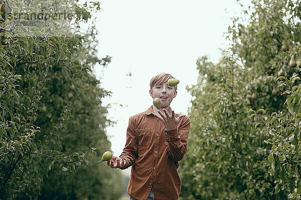 Junge jongliert mit Birnenfrüchten beim Spielen im Obstgarten