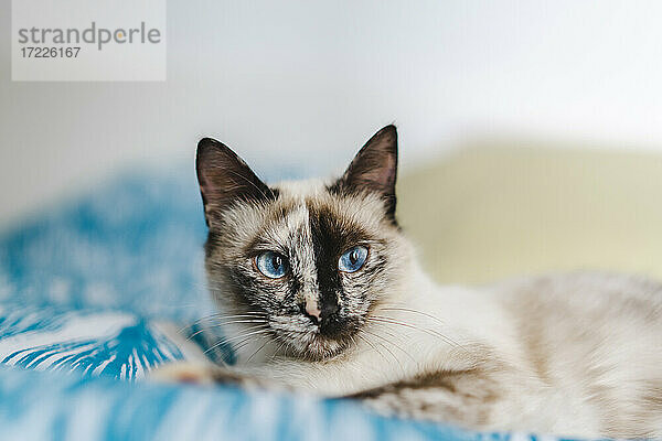 Porträt einer Hauskatze mit blauen Augen