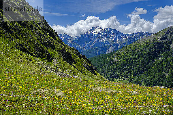 Italien  Aostatal  Saint Rhemy en Bosses  Valle Del Gran San Bernardo von einer blühenden Bergwiese aus gesehen