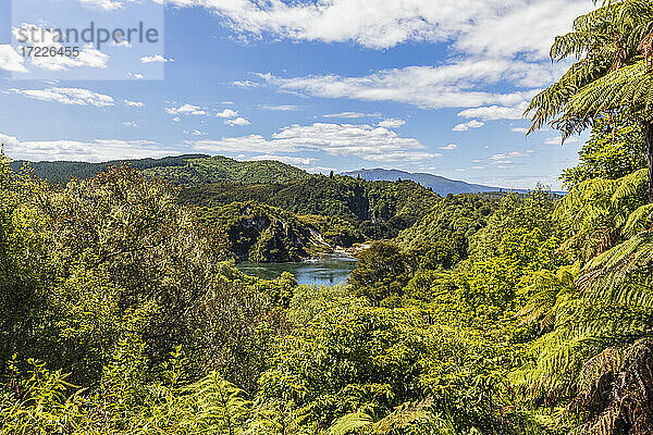 Üppiger grüner Wald auf der Insel