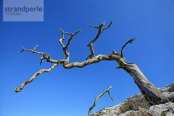 Kahler Baum mit klarem blauen Himmel im Hintergrund