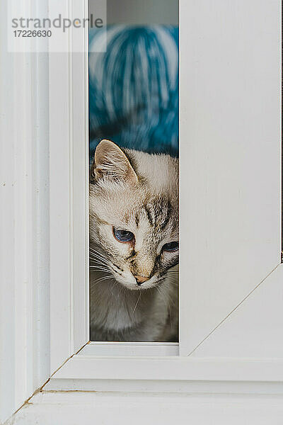 Hauskatze schaut durchs Fenster