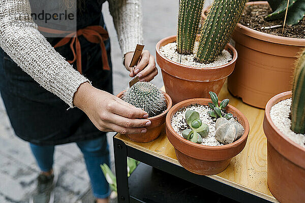 Junge Floristin  die ein Etikett an einer Kaktus-Topfpflanze im Geschäft anbringt