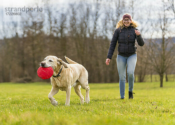 Lächelnde junge Frau mit Labrador  die eine Plastikscheibe trägt