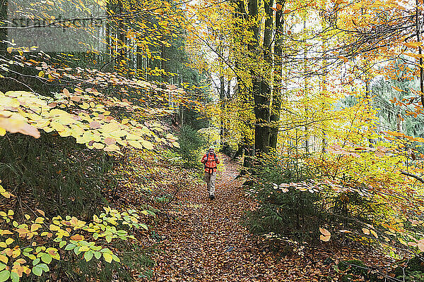 Älterer Mann geht im Herbst im Wald unter Bäumen spazieren