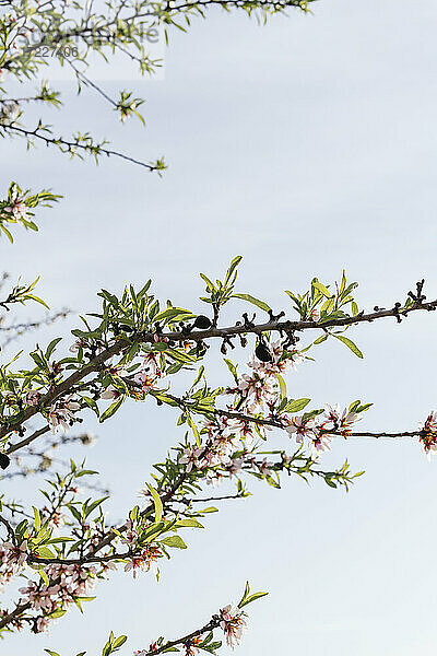 Blüten auf Mandelbaumzweigen