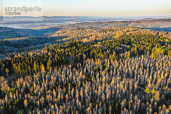 Schöne Herbstbäume im Schwäbischen Wald  Baden-Württemberg  Deutschland