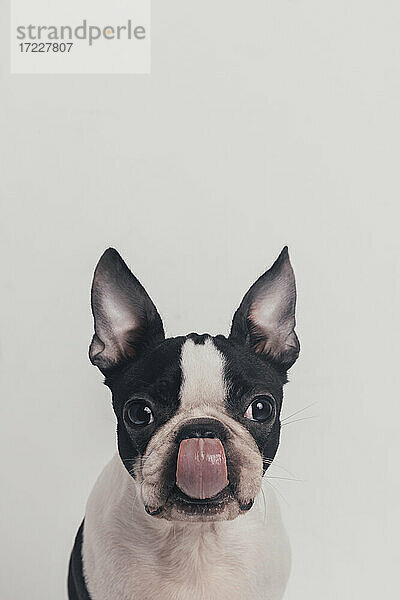 Süßer Hund streckt Zunge vor weißem Hintergrund heraus
