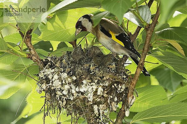 Distelfink (Carduelis carduelis) am Nest beim Füttern der Jungvögel  Nordrhein-Westfalen  Deutshland