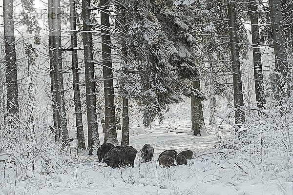 Wildschwein (Sus scrofa) Wildschweinrotte im verschneiten Winterwald  Nordrhein-Westfalen  Deutschland  Europa