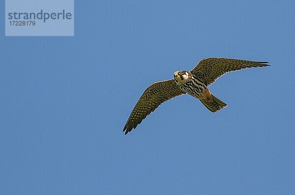 Baumfalke (Falco subbuteo) im Flug  Goldenstedt  Niedersachsen  Deutschland  Europa