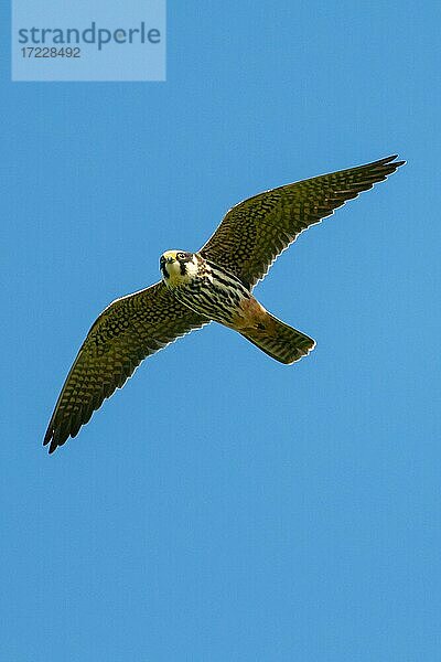 Baumfalke (Falco subbuteo) im Flug  Goldenstedt  Niedersachsen  Deutschlandy