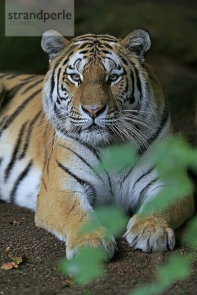 Sibirischer Tiger (Panthera tigris altaica)  adult  ruhend  captive