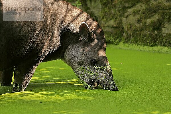 Flachlandtapir (Tapirus terrestris)  adult  Nahrungssuche  im Wasser  Portrait  captive