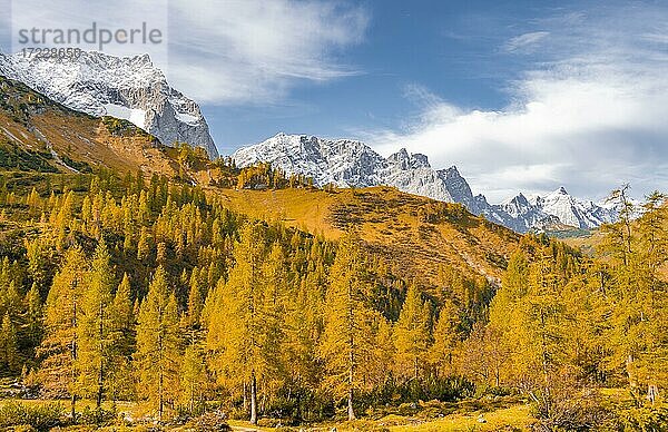 Gelbe Lärchen im Herbst  hinten schneebedeckte Berrgipfel  Eng  Gemeinde Hinterriß  Karwendelgebirge  Alpenpark Karwendel  Tirol  Österreich  Europa