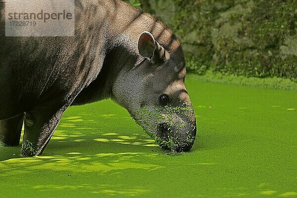 Flachlandtapir (Tapirus terrestris)  adult  Nahrungssuche  im Wasser  Portrait  captive