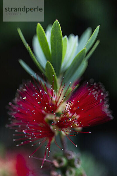 Close up schönen roten blühenden Myrtaceae Pflanze