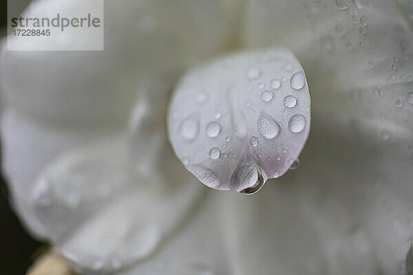 Close up frische Regentropfen auf weißen Blütenblatt