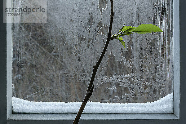Pflanzenzweig mit Blättern am eisigen Winterfenster