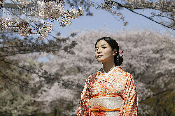 Schöne junge japanische Frau im Kimono unter Kirschblütenbaum