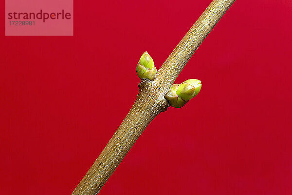 Close up Knospen wachsen auf Zweig gegen roten Hintergrund