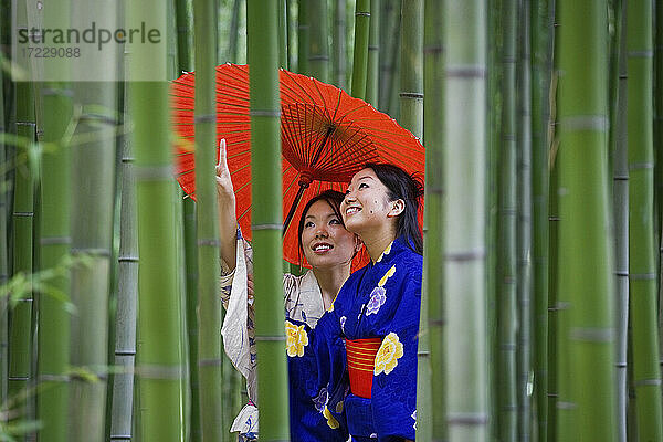 Schöne junge Frauen in Kimonos mit Sonnenschirm unter Bambus