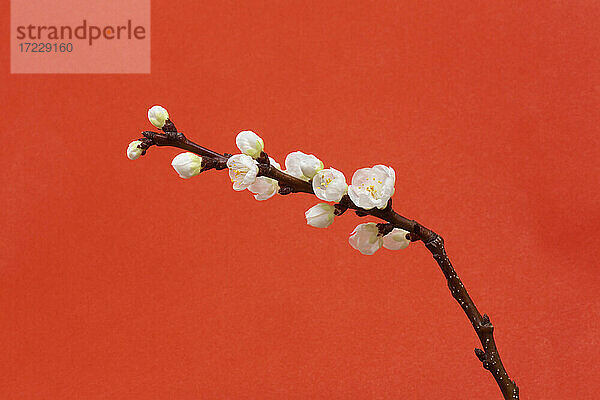 Schöne weiße Kirschblüte Stamm auf rotem Hintergrund