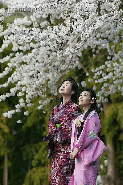 Schöne junge Frauen in japanischen Kimonos unter Kirschblütenzweigen