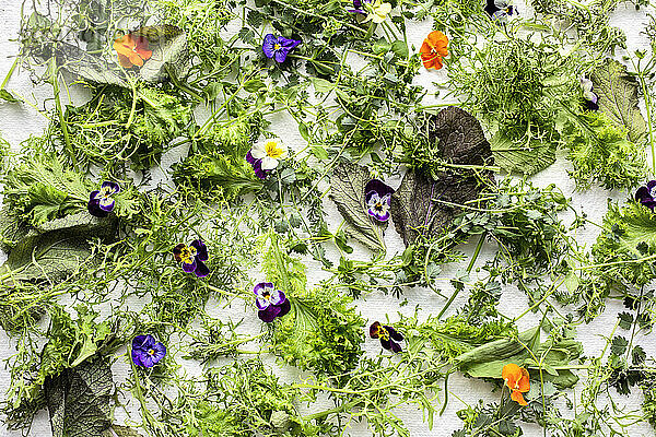 Kräuter  Blattsalate und Blüten auf weißem Hintergrund