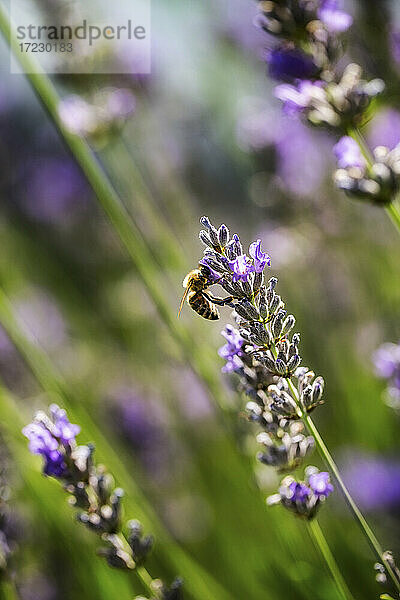 Wildbiene auf Lavendelblüte