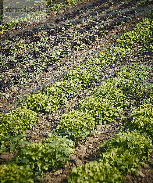 Frischer Eichblattsalat auf dem Feld