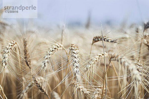 Weizen im Getreidefeld  Deutschland