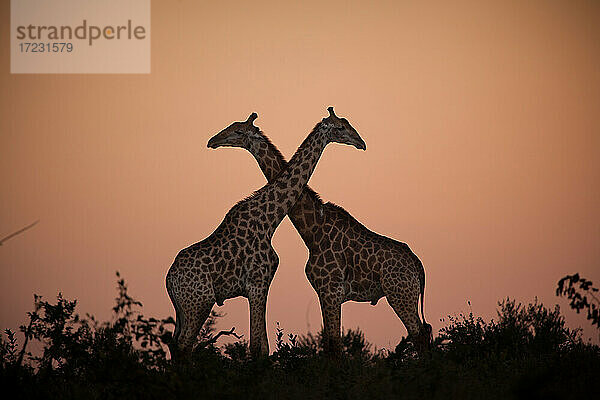 Zwei Giraffen  Giraffa giraffa  silhouettiert gegen den Sonnenuntergang  Hälse kreuzend.