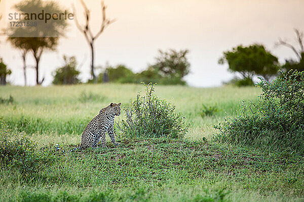 Ein junger Leopard  Panthera pardus  sitzt bei Sonnenuntergang auf einem Hügel in einer Lichtung.