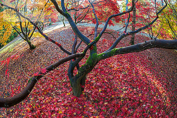 Herbstblätter auf Ahornbäumen  England  Vereinigtes Königreich