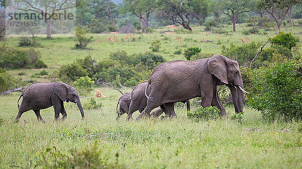 Eine Herde von Elefanten  Loxodonta?africana  und ein Löwe  Panthera leo.