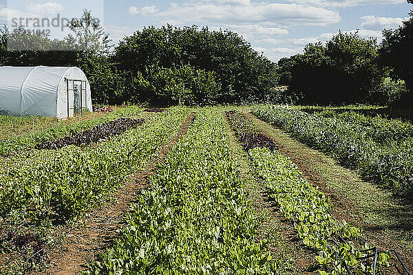 Blick entlang von Gemüsereihen auf einem Feld  Polytunnel im Hintergrund.